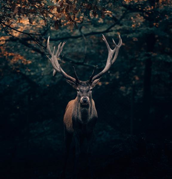 wildlife_photography